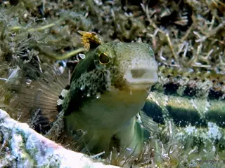 Underwater photograph by Joel Bergsma