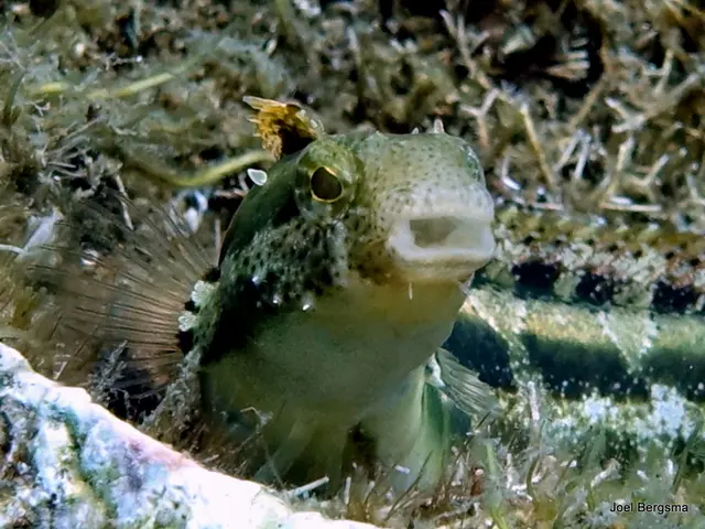 Underwater photograph by Joel Bergsma