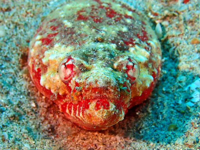 Underwater photograph by Joel Bergsma