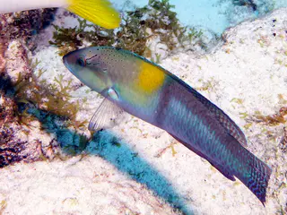 Underwater photograph by Joel Bergsma