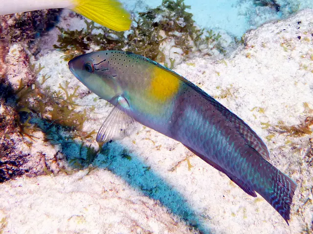 Underwater photograph by Joel Bergsma