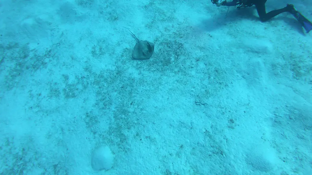Southern Stingray with Symbiotic Jack