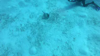 Southern Stingray with Symbiotic Jack
