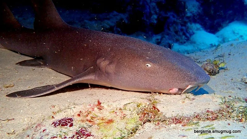 Cayman Islands underwater photograph, 2019
