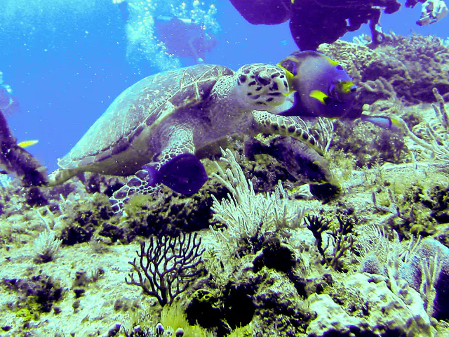 Hawksbill Turtle