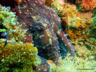 Underwater photograph by Joel Bergsma
