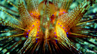 Underwater photograph by Joel Bergsma