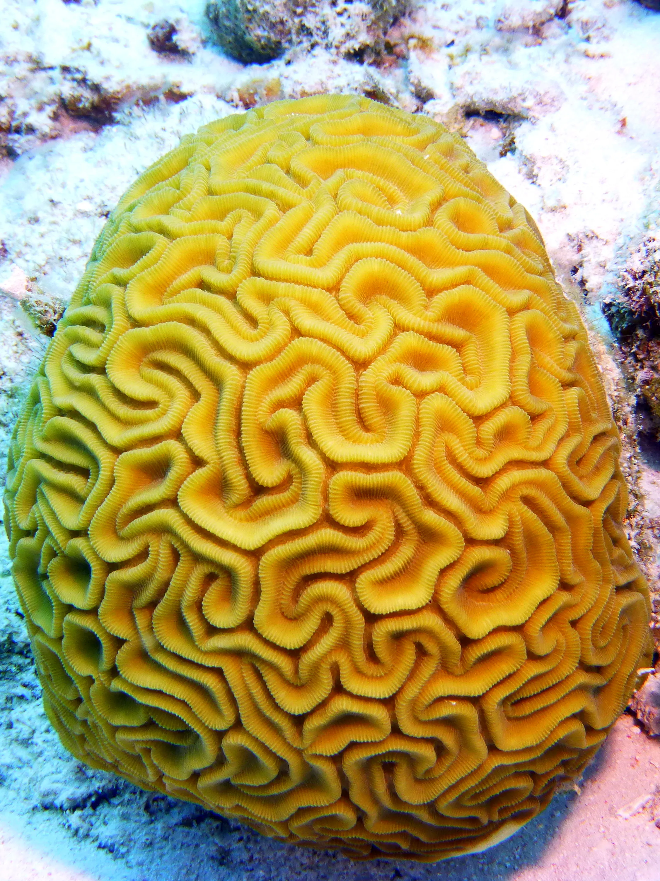 Brain Coral, Bonaire, 2013
