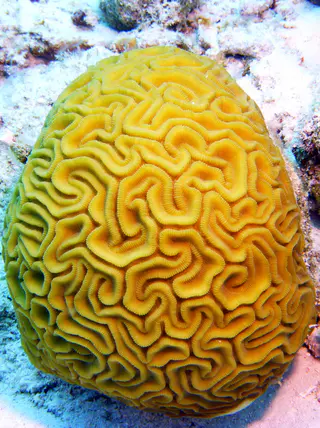 Underwater photograph by Joel Bergsma