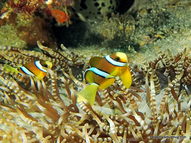 Underwater photograph by Joel Bergsma