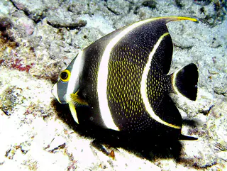 French Angelfish (Intermediate Phase between Juvenile and Adult)