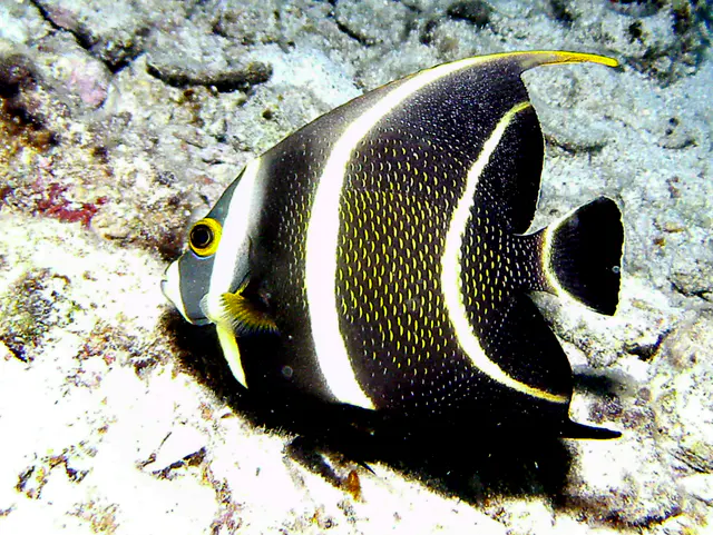 French Angelfish (Intermediate Phase between Juvenile and Adult)
