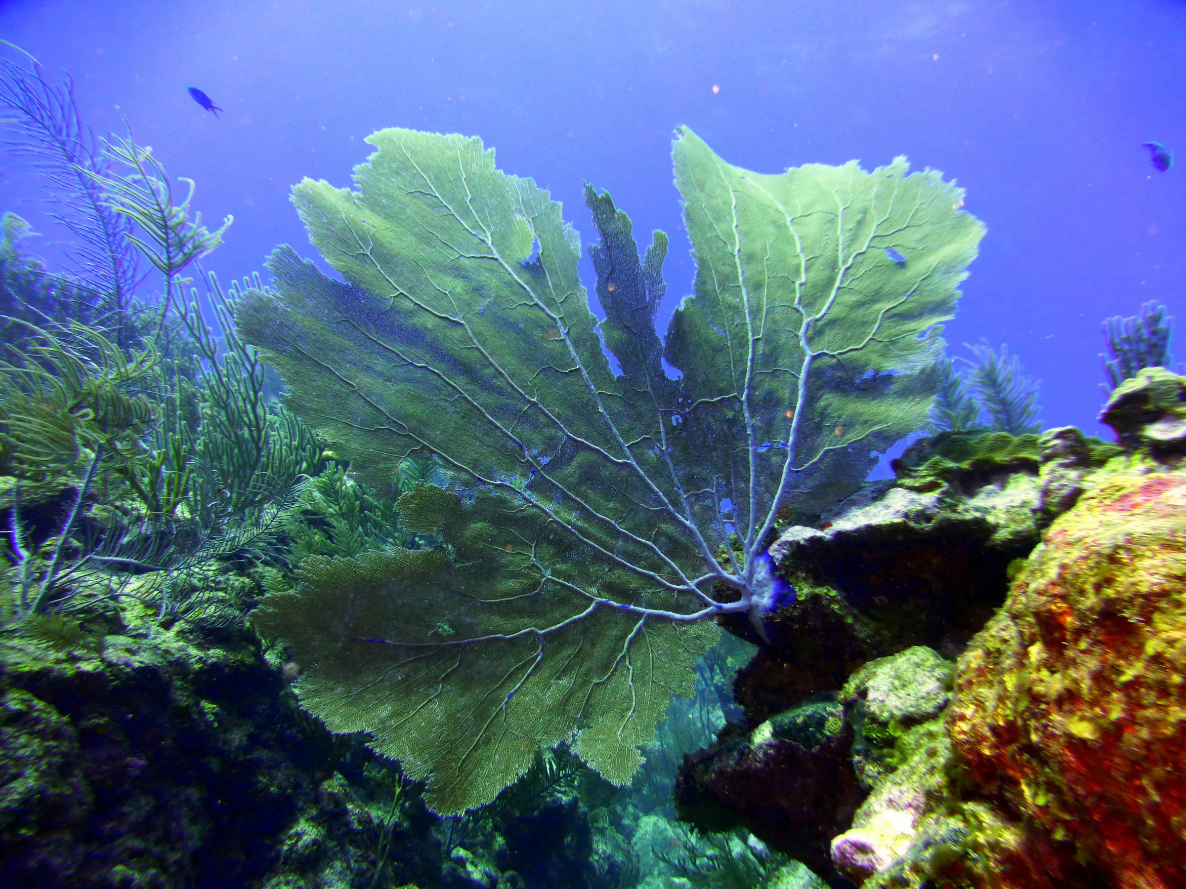 Belize underwater photograph, 2017