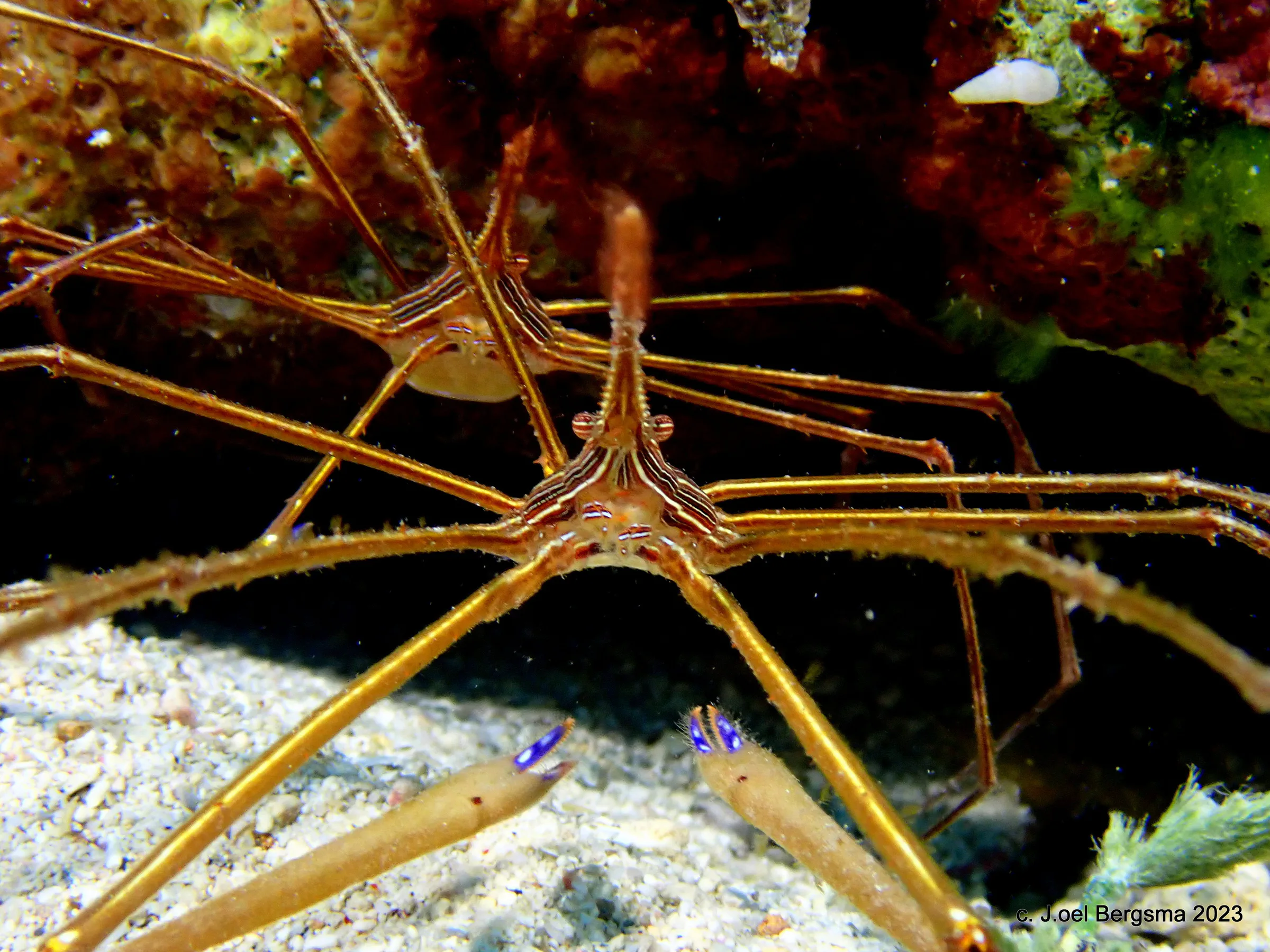 Cozumel underwater photograph, 2023