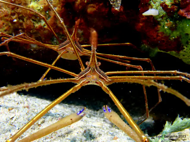 Underwater photograph by Joel Bergsma