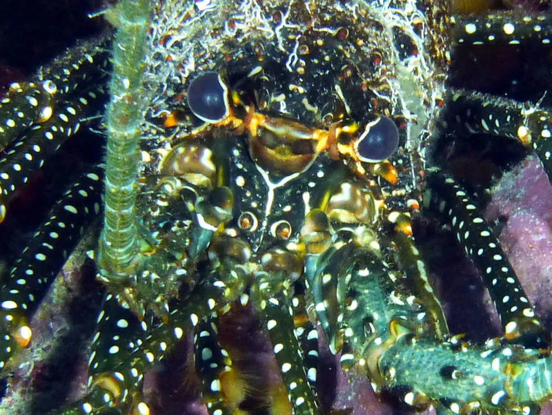 Underwater photograph by Joel Bergsma