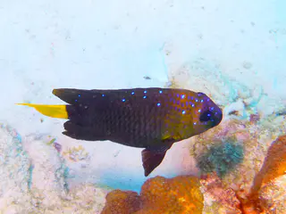 Underwater photograph by Joel Bergsma