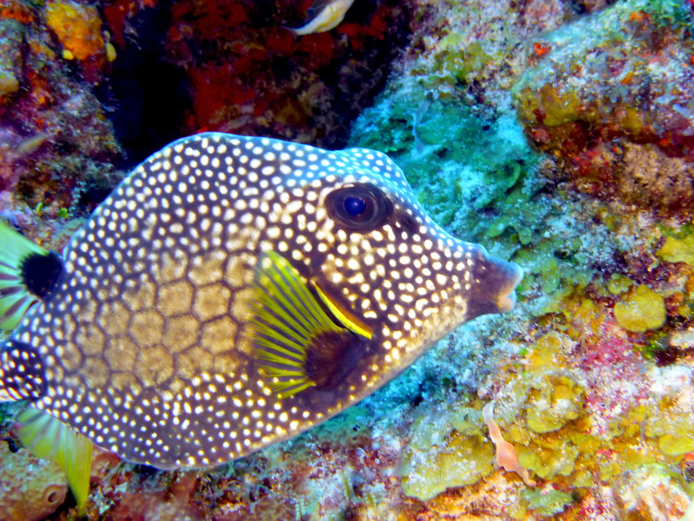 Smooth Trunkfish, Cozumel, 2014