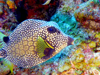 Underwater photograph by Joel Bergsma