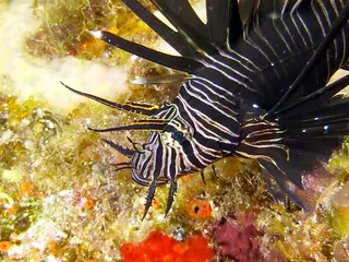 Underwater photograph by Joel Bergsma