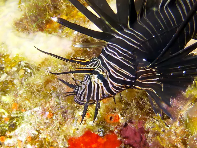 Underwater photograph by Joel Bergsma