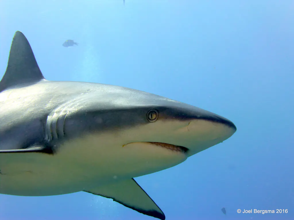 Underwater photograph by Joel Bergsma