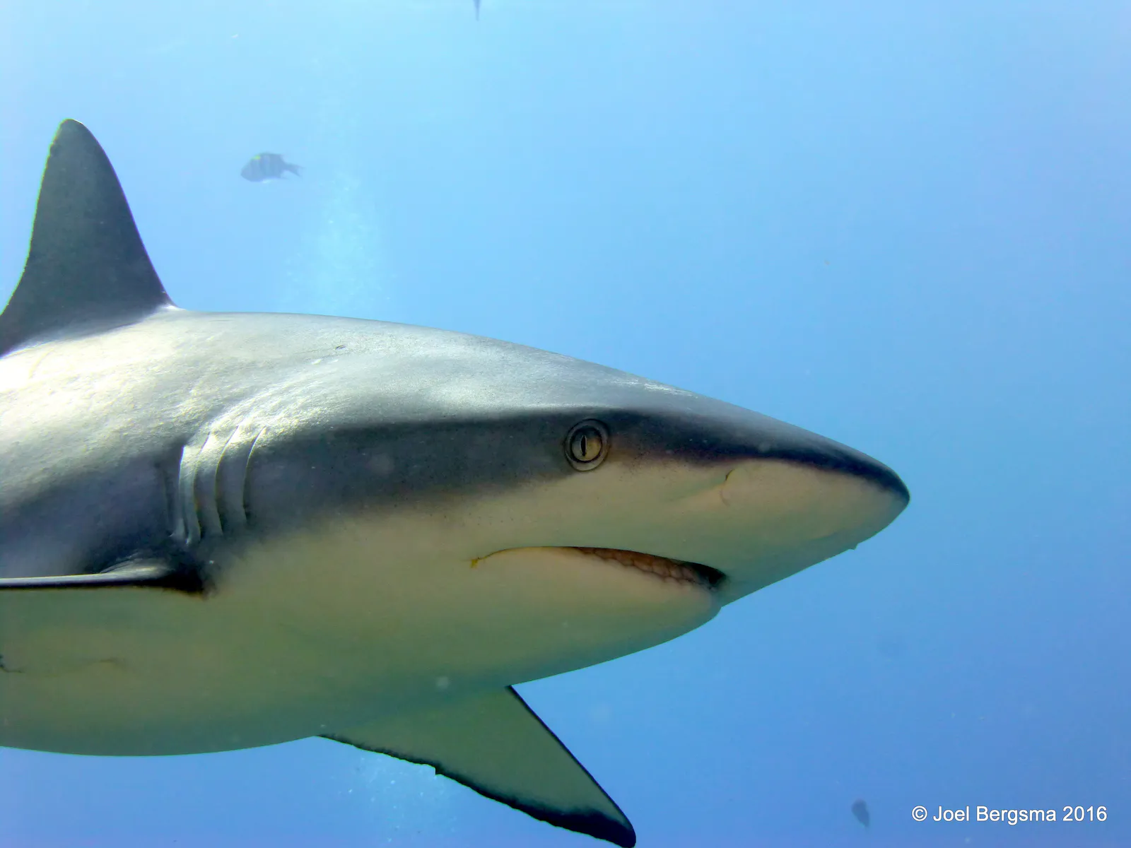 Underwater photograph by Joel Bergsma