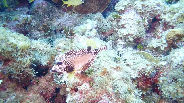 Underwater photograph by Joel Bergsma