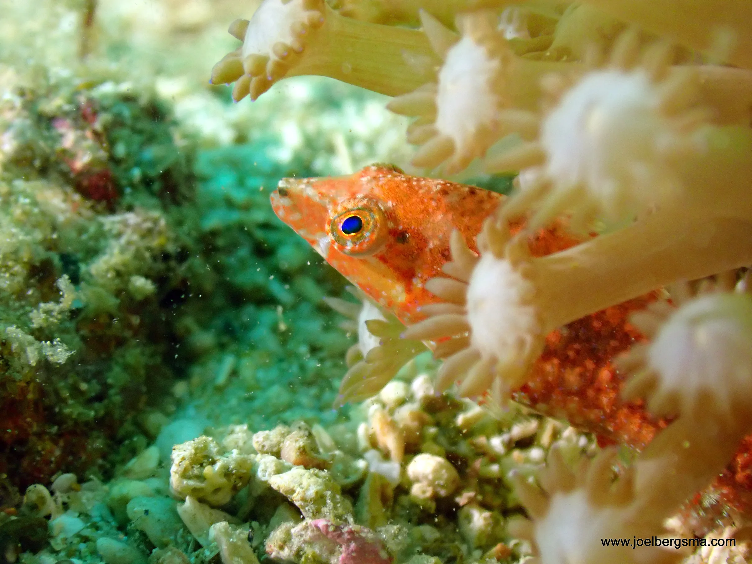 Philippines underwater photograph, 2022