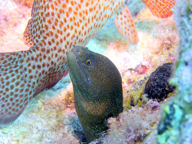 Underwater photograph by Joel Bergsma