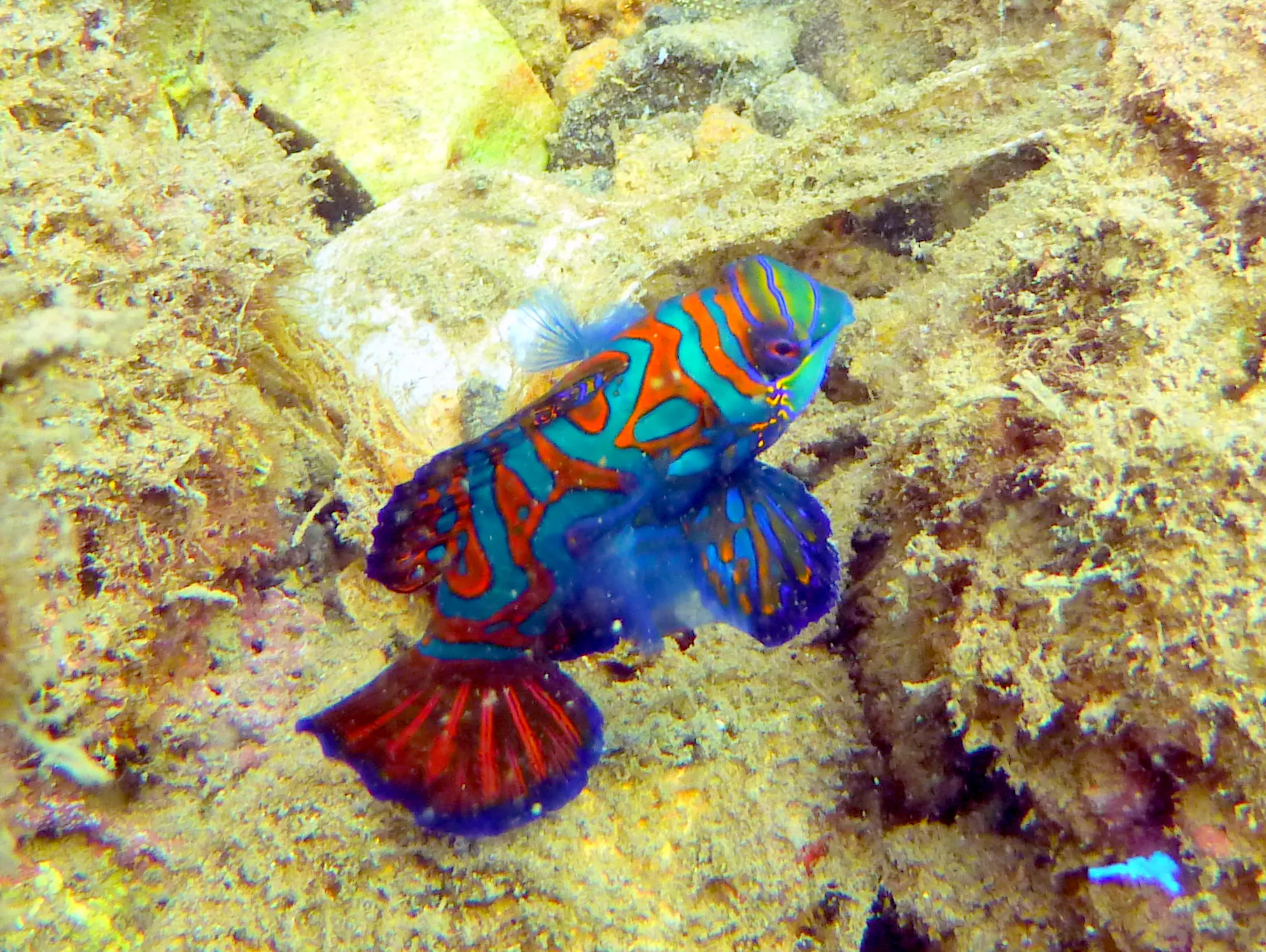 Palau underwater photograph, 2013
