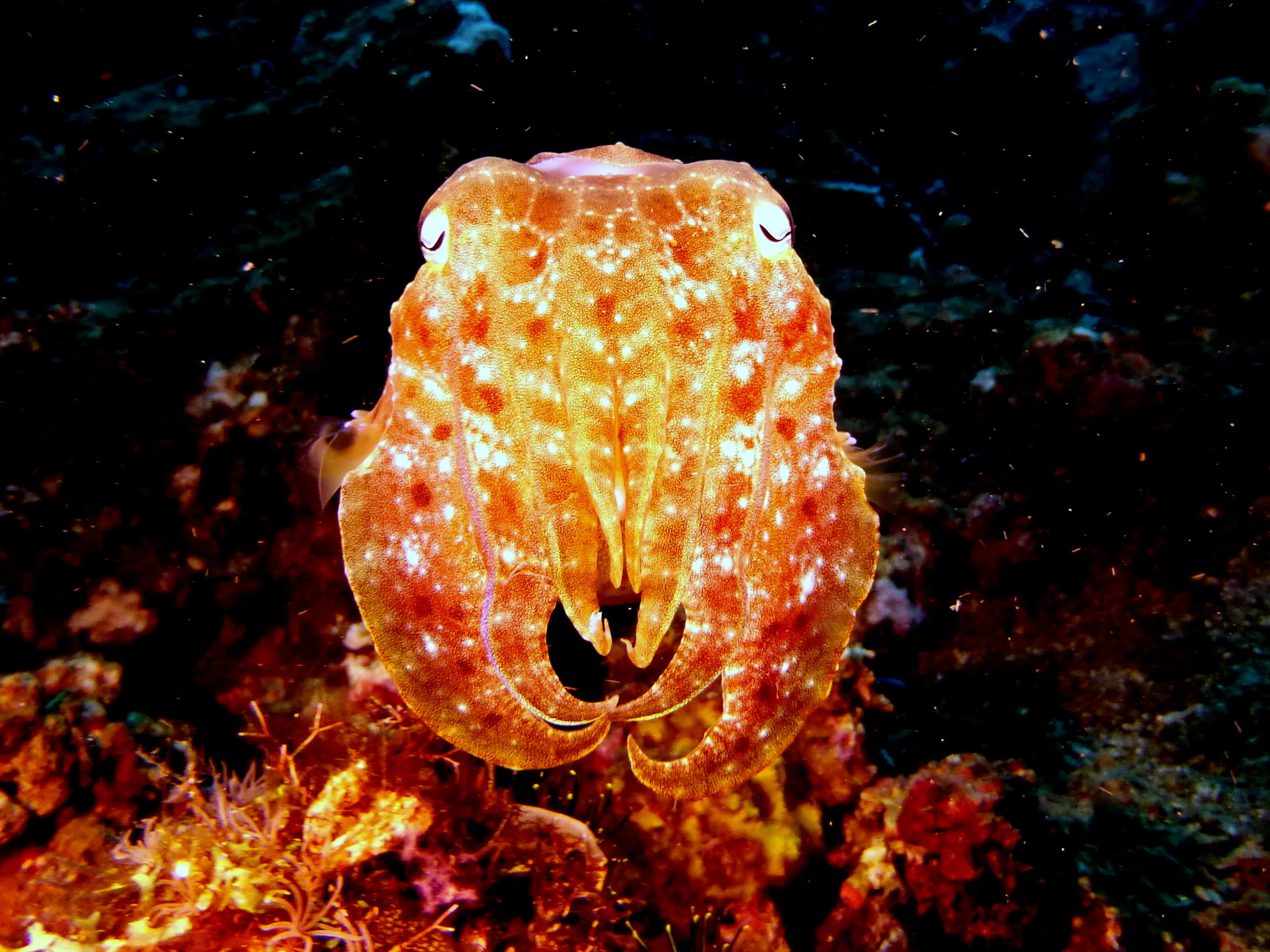 Cuttlefish, Philippines, 2014