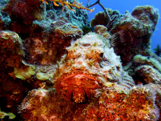 Underwater photograph by Joel Bergsma