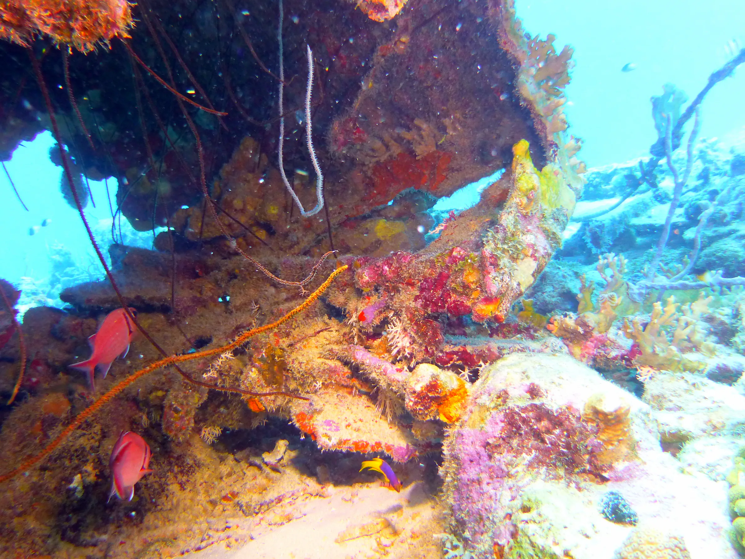 Bonaire underwater photograph, 2013