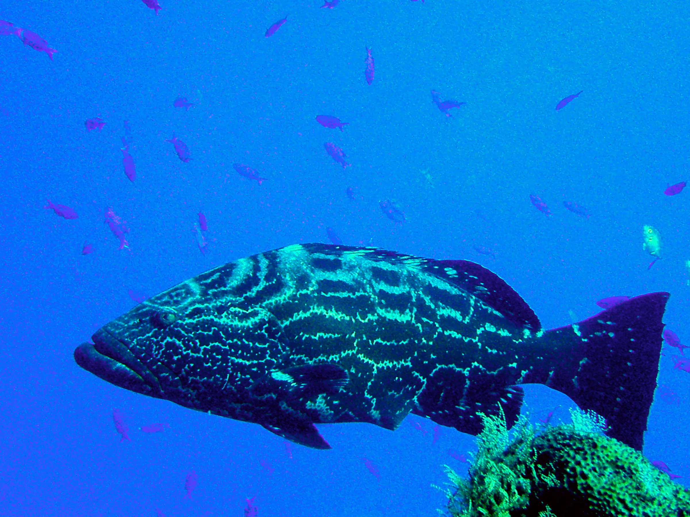 Black Grouper