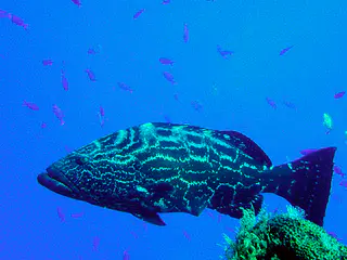 Black Grouper