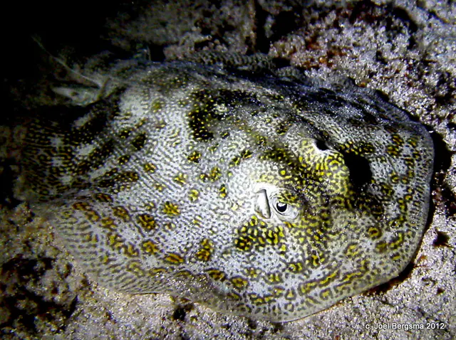 Yellow Stingray