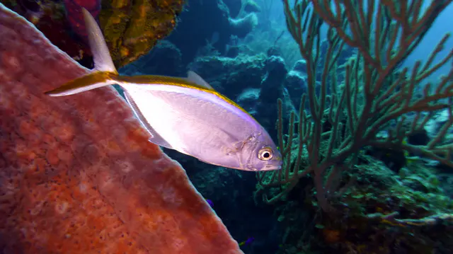 Underwater photograph by Joel Bergsma