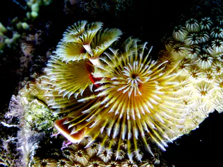 Underwater photograph by Joel Bergsma