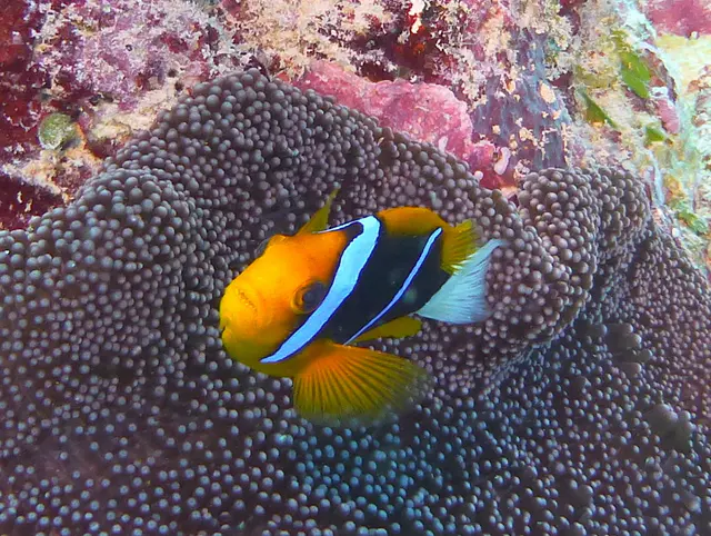 Orange-Finned Anemonefish.  See Gerald Allen, et al, Reef Fish Identification - Tropical Pacific (2003) at page 64.