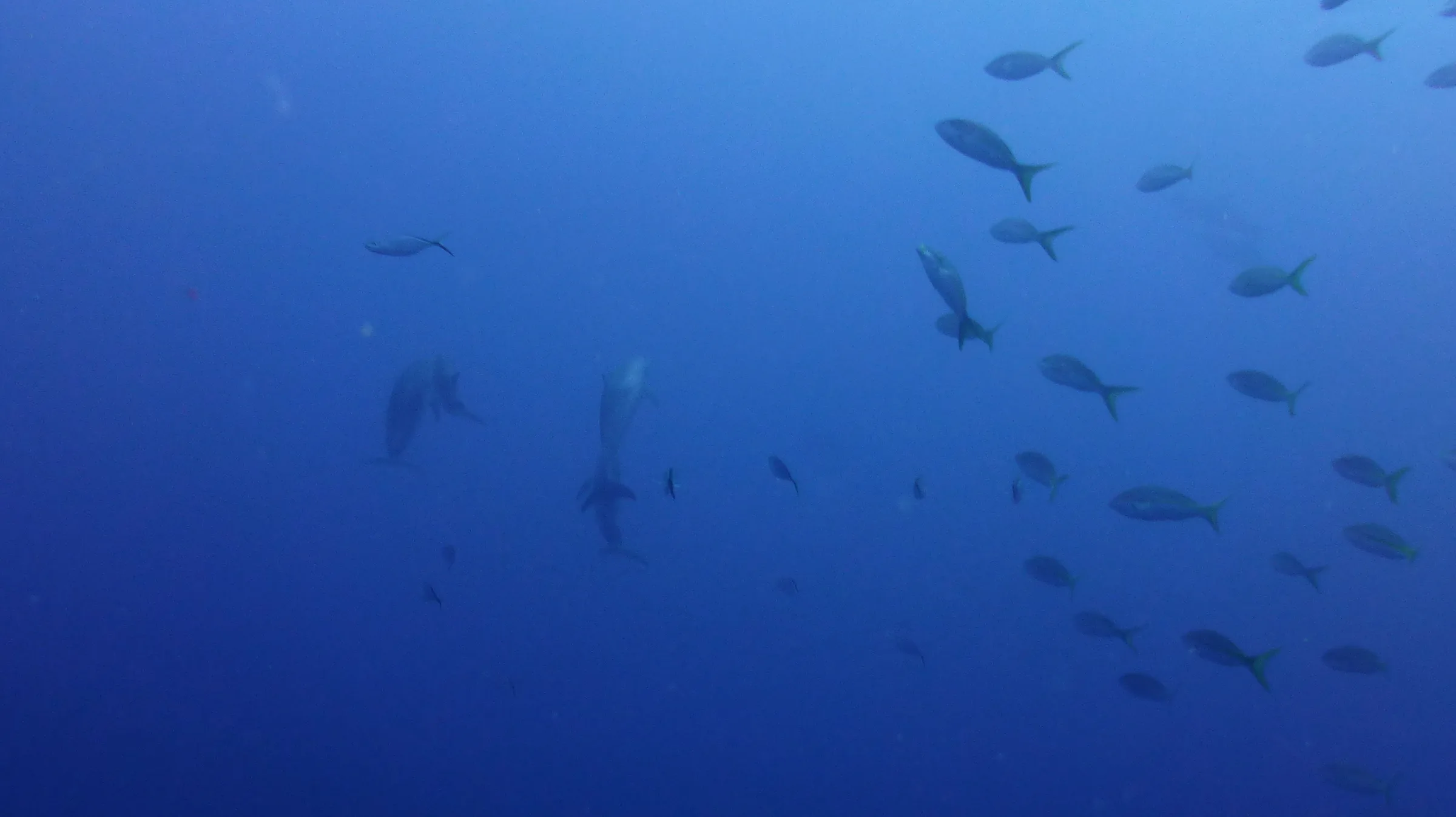Dolphin, Belize, 2017