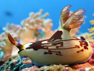 Underwater photograph by Joel Bergsma