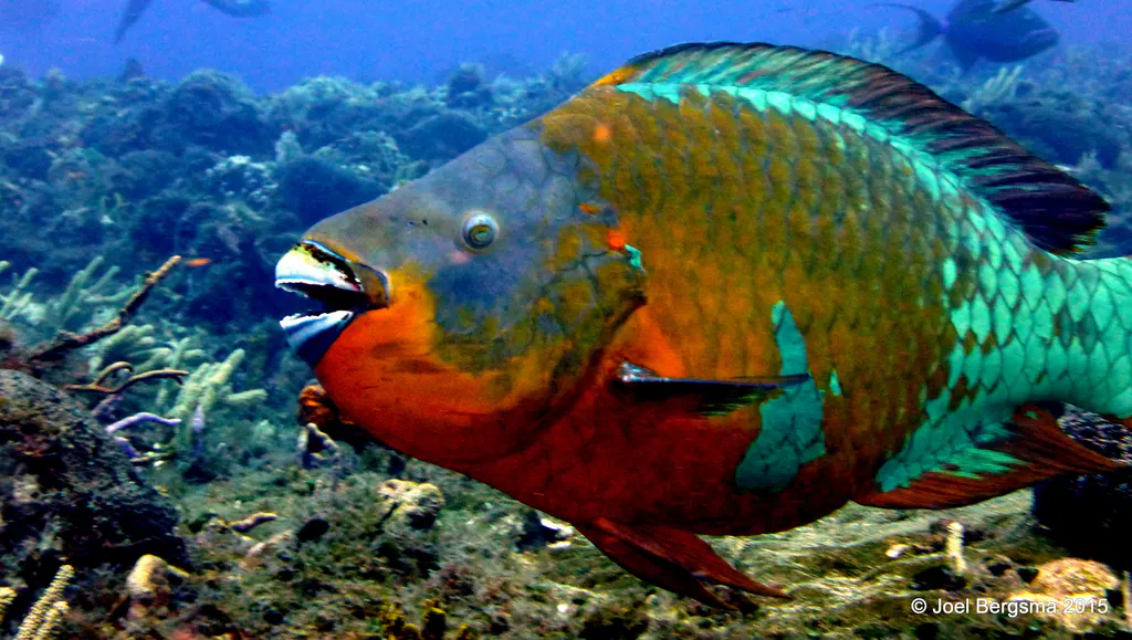 Underwater photograph by Joel Bergsma