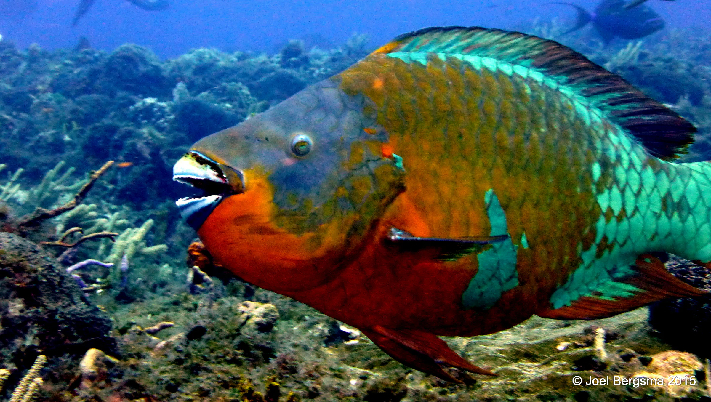 Rainbow Parrotfish, Cozumel, 2015