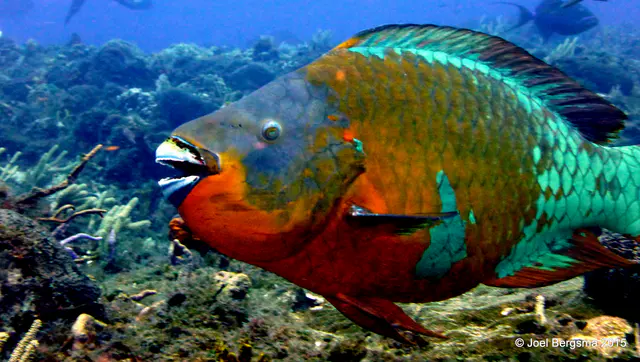 Underwater photograph by Joel Bergsma