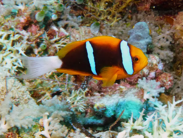 Orange-Finned Anemonefish.  See Gerald Allen, et al, Reef Fish Identification - Tropical Pacific (2003) at page 64.