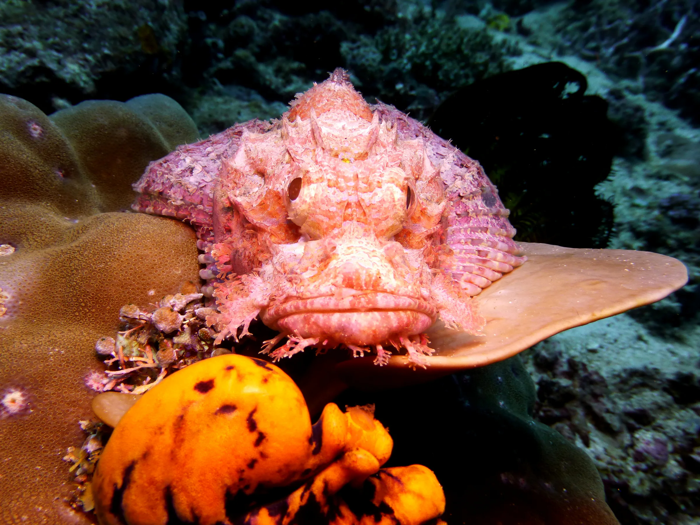 Scorpionfish, Philippines, 2014