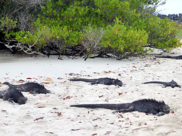 Marine Iguanas basking near the mangroves in the warmth of the sandy beach.
