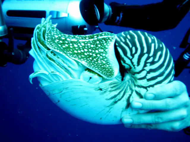 Emporer Nautilus aka Chambered Nautilus.  The hood lifts, and the tentacles emerge further.  Paul Humann, et al, Reef Creature Identification (2010), page 405.
