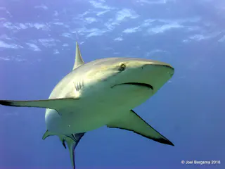 Underwater photograph by Joel Bergsma